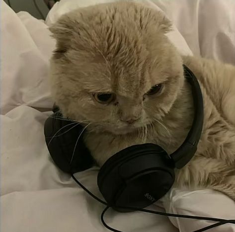 Cat Headphones, Cat Pfps, Colorful Hairstyles, Ugly Cat, Wearing Headphones, Cat Profile, Image Chat, Silly Cats Pictures, Cat Icon