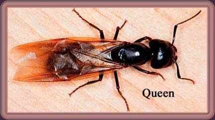 queen ant Get Rid Of Carpenter Ants, Ants With Wings, Carpenter Ants, White Ant, Flying Ants, Wood Termites, Queen Ant, Carpenter Ant, Ant Killer