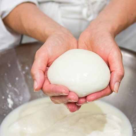 How to Make Fresh Mozzarella Cheese at Home: Recipe Mozarella Cheese Recipe, Home Made Mozzarella Cheese, Mozerella Recipes, Make Fresh Mozzarella, Fresh Mozzarella Recipe, Make Mozzarella Cheese, Homemade Mozzarella Cheese, Recipes With Mozzarella Cheese, Cheese Recipes Homemade