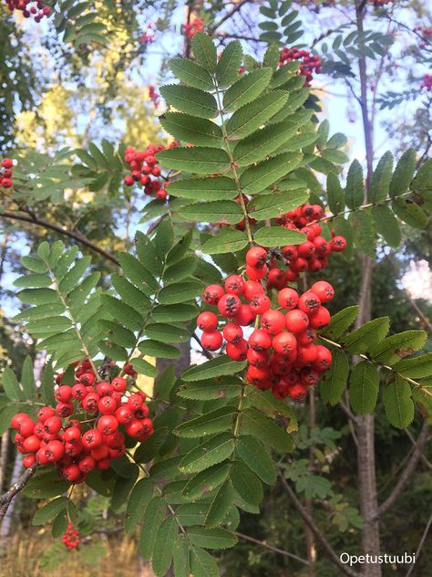 European mountain-ash identification and control: Sorbus aucuparia - King County Ash Leaves, Mountain Ash Tree, Sorbus Aucuparia, 2024 Tattoo, Belly Paint, Cabin Remodel, Ash Leaf, Seed Dispersal, Rowan Tree