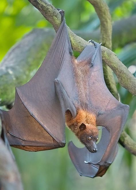 Fox Bat, Regard Animal, Bat Species, Bat Flying, Flying Fox, Fruit Bat, Cute Bat, Animal Photo, Creature Design