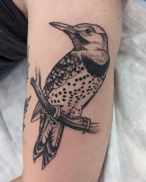 Wingspan Tattoo, Flicker Tattoo, Illustrative Bird Tattoo, Cactus Wren Tattoo, Northern Mockingbird Tattoo, Small Woodpecker Tattoo, Northern Flicker Tattoo, Black Work Bird Tattoo, Meadowlark Tattoo