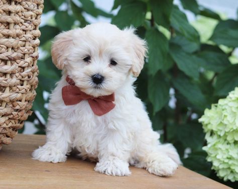 TimberCreek Puppies - Maltipoo Puppies, Multi Pooh or Malti Poo Puppies Maltipoo, Maltipoo Breeders, Shih Poo Puppies, Shichon Puppies, Malti Poo, Poodle Mix Puppies, Maltipoo Puppies For Sale, Teddy Bear Puppies, Maltipoo Puppies