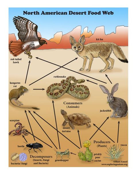 Learn about Food Webs on Exploringnature.org Jaring Jaring Makanan, Dessert Ecosystem Project, Animal Food Chain Project, Food Webs Projects, Terrestrial Food Chain Project, Food Chains And Food Webs, Ocean Food Web, Desert Biome, Desert Ecosystem