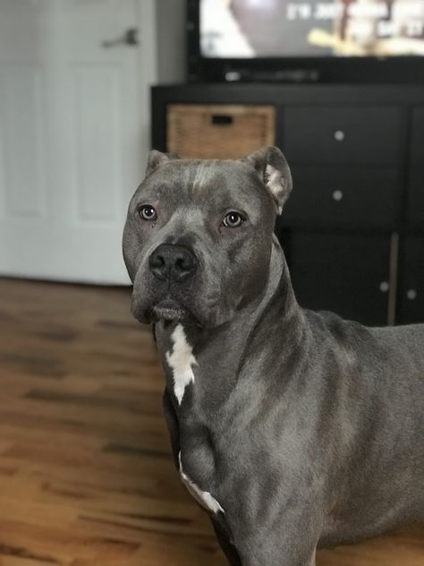 Blue American staffordshire #Balu American Pitbull Terrier Blue, American Staff, Blue Staffy Puppy, Dog Snapchats, Staffy Dog, Pit Dog, Pitbull Pictures, Scary Dogs, American Staffordshire Terrier