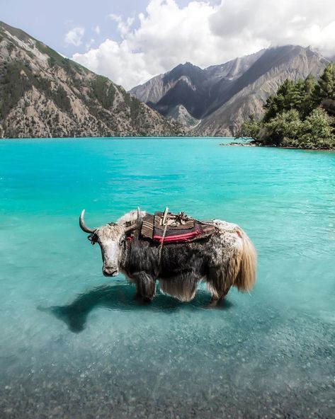 Nepal is the country where Yaks get to taste water in crystal blue lake. . . 📸 By @antoinejans Shey Phoksundo, Himalayas Mountain, Wildlife Reserve, Nepal Travel, Blue Lake, Funny Cat Pictures, Life Is An Adventure, Fast Fashion, Wildlife Photography