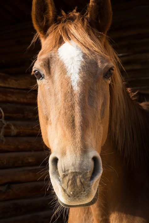 Horse Portrait Face - Free photo on Pixabay Horse White Background, Face Up Close, Unicorn Paint, Horse Standing, Horse White, Horse Mane, Horse Anatomy, Portrait Face, Bay Horse