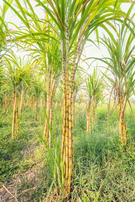 Healthy Yet Mouthwatering Sugarcane Juice Sugarcane Aesthetic, Sugarcane Farm, Singh Wallpapers, Drink For Summer, Diploma Design, Famous Drinks, Sugarcane Juice, Digestive Juice, Bhagat Singh