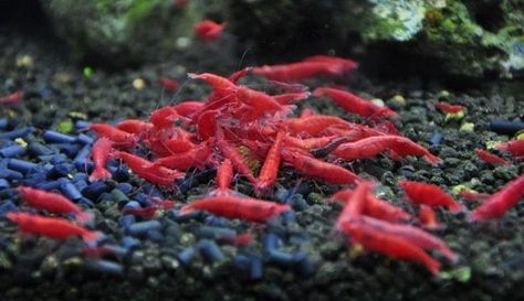 fw1387489801 - Red Cherry Shrimp 1 pk Natural Aquarium, Freshwater Shrimp, Axolotl Tank, Red Cherry Shrimp, Cherry Shrimp, Tropical Freshwater Fish, Shrimp Tank, Planted Tank, Cute Fish