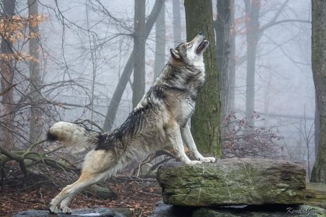 Wolf Pfp, Timber Wolf, Misty Morning, Black Wolf, Photography Techniques, Animal Kingdom, Husky, Dogs, Animals