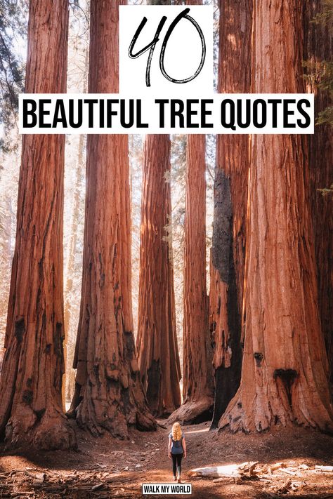 Whether you’re looking for a bit of inspiration or the perfect caption for an Instagram pic, we have you covered with 40 of the most thought provoking quotes about trees. #Quotes #InspirationalQuotes Tree Growth Quotes, Tree Of Life Quotes Wisdom, Quotes On Trees Nature, Trees Quotes Inspirational, Quotes About Woods Nature, Captions For Trees Instagram, Inspirational Tree Quotes, Climbing Trees Quotes, Be Like A Tree Quotes