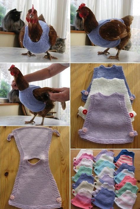 Pictures Of Chickens, Chicken Clothes, Chicken Sweater, Backyard Chicken Coop Plans, Backyard Chicken Farming, Chicken Life, Raising Backyard Chickens, Diy Chicken, Chicken Garden