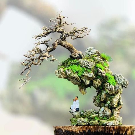 Bonsai On The Rock, Bonsai Mame, Bonsai Forest, Bonsai Ideas, Mame Bonsai, Bonsai Art, Bonsai Tree, The Rock, Plants