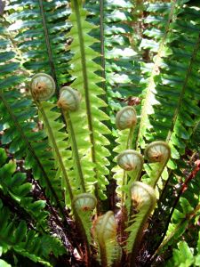 Fern   - Color Note:  Green and Brown Nelson New Zealand, Marlborough Sounds, Ferns Garden, Abel Tasman, California Garden, Fall Planters, Fern Plant, Vascular Plant, Succulents In Containers