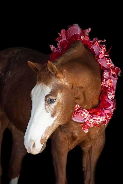 Valentines Horse Photoshoot, Heart Horse, Horse Polaroid, Romantic Horse Photoshoot, Horse With Flower Crown, Horse Valentine, Horse Photography Poses, Horse Magazine, Horse Illustration