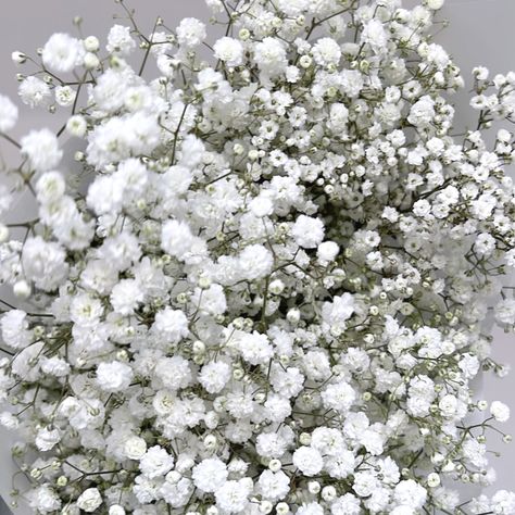 Gypsophila Flowers most commonly known as Baby's Breath, is striking in so many ways. The spray of dainty delicate flowers make a grand entrance for these little joys of fun. You'll explore our signature Ombre feature, because we like our flowers wild + quirky and we're sure you will too. Baby's Breath Bouquet is also available in White because we love that minimalist vibe. Beautiful flowers for your Home and for your Loved ones. Psst.. Fresh for a bit, dried forever. Dry out your Gypsophila Pan Dainty White Flowers, Wedding Flower Aesthetic, White Babysbreath, Rainbow Gypsophila, Beachy Flowers, Baby Breath Bouquet, Baby Breath Flower, Baby's Breath Bouquet, Clock Drawings