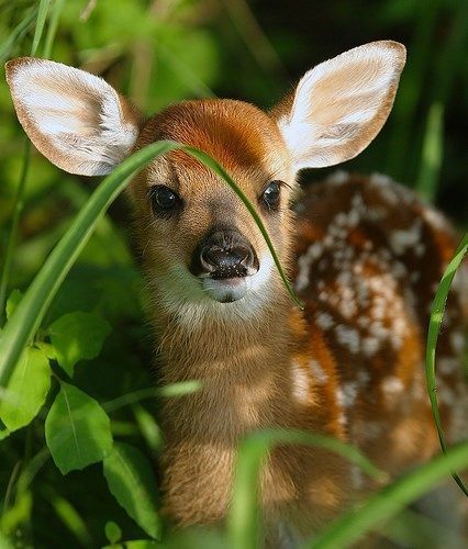 Animal Tumblr, Baby Animals Pictures, Baby Deer, Arte Animal, Cute Animal Pictures, Sweet Animals, Animal Photo, Cute Little Animals, Nature Animals