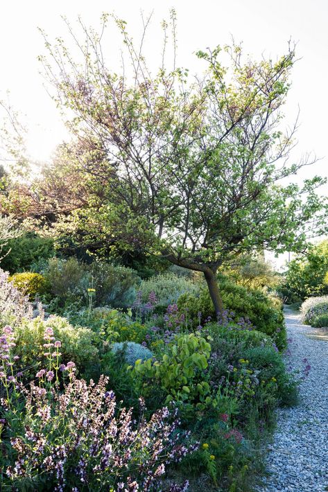 Mediterranean Hardscape, Mediterranean Garden Courtyard, Claire Takacs, Garden Party Aesthetic, Garden Landscaping Design, Sustainable Garden Design, Mediterranean Gardens, Design Backyard, Mediterranean Plants