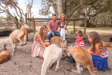 Family Feeding Kangaroos At Caversham Wildlife Park Perth Caversham Wildlife Park, Australia Trip, Port Arthur, Margaret River, Australian Wildlife, History Teacher, Wildlife Park, Perth Australia, History Teachers