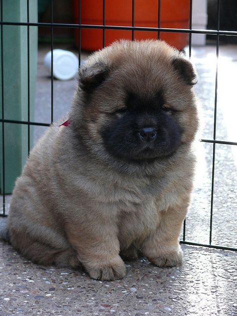 Aww reminds me of what my Snickers looked   like when he was a puppy! I miss him :( Puppy Chow Halloween, Perros Chow Chow, Chow Puppy, Chow Recipe, Puppy Girl, Chow Chow Puppy, Chow Chow Dogs, Nosara, Cute Dog Photos