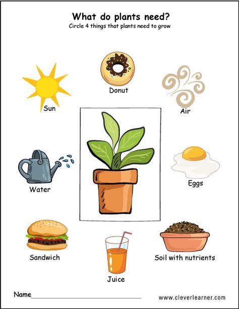 Needs of plants worksheets for preschool #preschool #worksheets #children #science Life Cycle Worksheet, Plant Life Cycle Worksheet, Plants Kindergarten, Plant Lessons, Plants Worksheets, Planting For Kids, Plant Activities, Kid Science, Preschool Science Activities