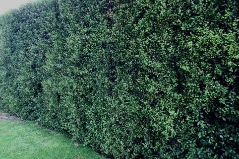 Pittosporum Hedge, Backyard Privacy Screen, Purple Flowering Tree, Pink Flowering Trees, Garden Hedges, California Garden, Backyard Privacy, Front Landscaping, Beautiful Trees