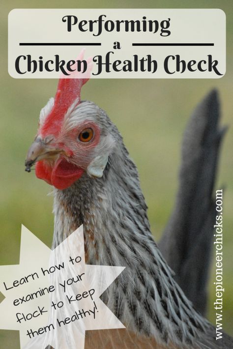 Performing a Chicken Health Check- Regularly performing a chicken health check will help you keep your backyard chickens healthy. Learn how to examine all the parts of a chicken so you can recognize any signs of disease, illness, or other issues! Chicken Pecking, Chicken Flock, Chickens In The Winter, Chicken Health, Raising Backyard Chickens, Backyard Flocks, Backyard Chickens, Raising Chickens, Fresh Eggs