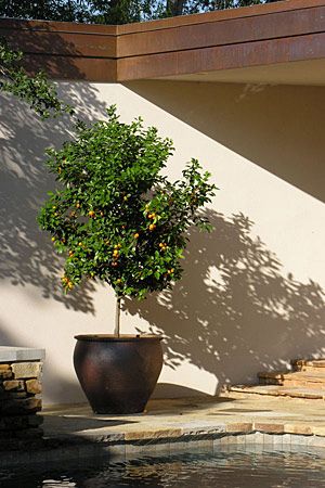 Growing Citrus in Planters  With a sunny location and a large pot, you can grow lemons, oranges and more Potted Kumquat Tree, Growing Citrus, Kumquat Tree, Large Backyard Landscaping, Growing Trees, Grow Garden, Backyard Paradise, Large Backyard, Citrus Trees