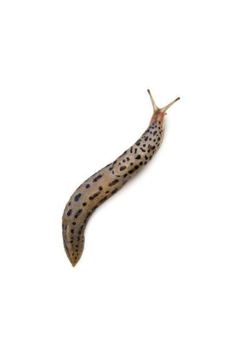 #Limacidae #Mollusk Common name: slug, limax / Limax is a genus of air-breathing land slugs in the terrestrial pulmonate gastropod mollusk family Limacidae. The generic name Limax literally means "slug". Some species, such as the leopard slug (L. maximus) and the tawny garden slug (L. flavus), are considered serious garden pests Slug Reference, Slug Drawing, Slug Tattoo, Leopard Slug, Bug Reference, Banana Slug, Slugs In Garden, Integrated Pest Management, Linocut Printmaking