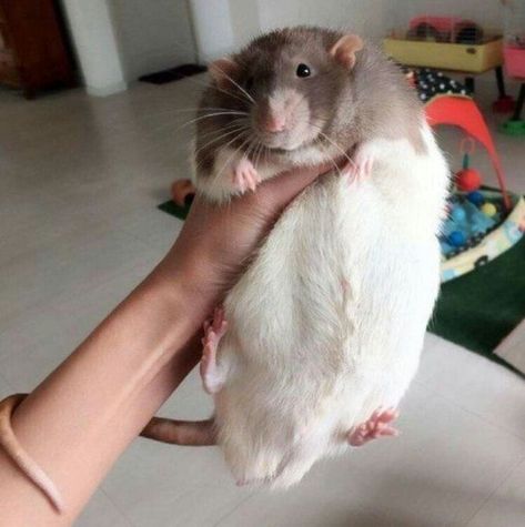 Remy From Ratatouille, Fat Rat, Rats And Mice, Funny Rats, Pet Rat, Cute Rats, A Rat, Pet Rats, Silly Animals