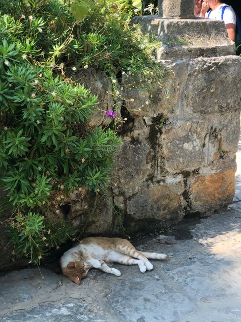 #cat #croatia #streetcat #aesthetic Alley Cat Aesthetic, Cat In The Street, Fake Insta, Alley Cat, Beautiful Aesthetic, Adorable Cats, Going On Holiday, Stray Cat, Cat Aesthetic