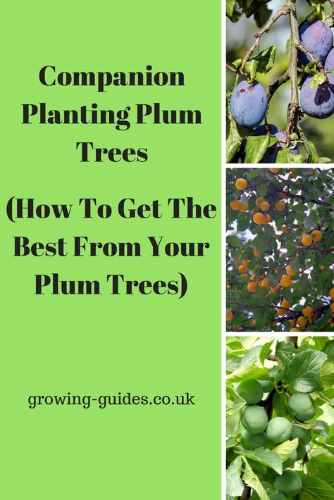 Companion Planting Plum Trees Plum Tree Companion Plants, Plum Trees Growing, Herb Companion Planting, Forest Gardening, Garden For Kids, Food Forests, Common Garden Plants, Tomatoes In Containers, Food Growing