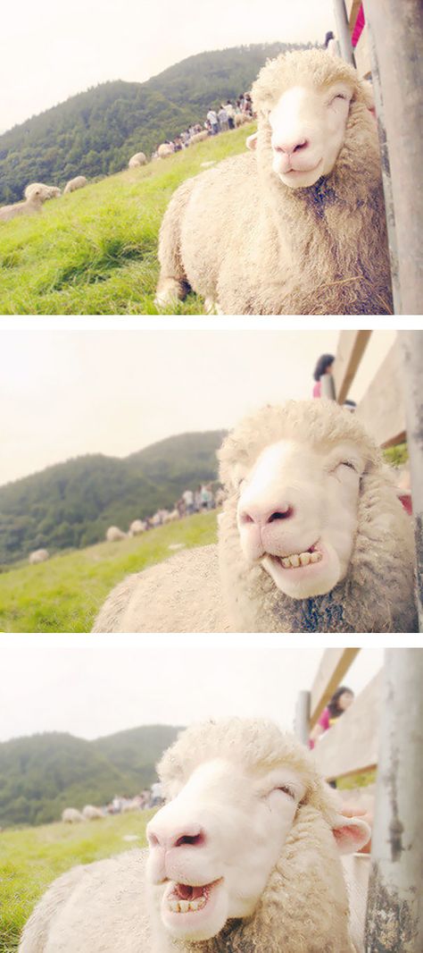 Happy Sheep Smiley Animals, Fluffy Things, Smiling Animals, Animal Reference, Sheep And Lamb, The Sheep, Happy Animals, Sweet Animals, Chow Chow