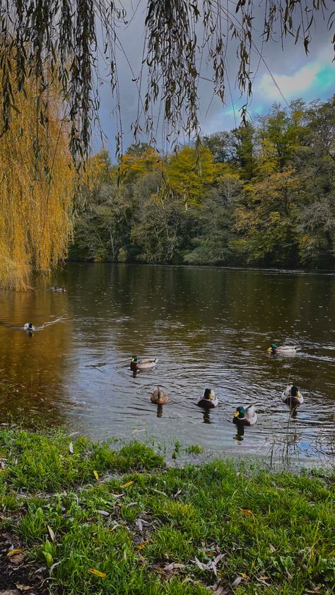 California Parks, Duck Pond, Fish Ponds, Mixed Nuts, Village Life, Eastern Europe, Country Living, Ducks, Drawing Ideas