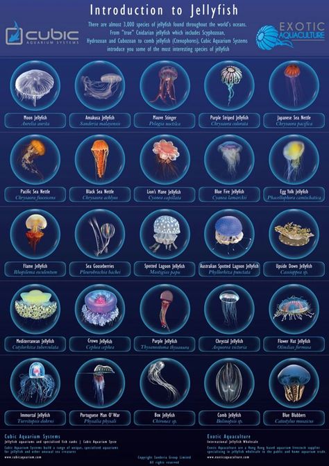 Introduction to Jellyfish (sorry, highest quality I could find of it) - Imgur Types Of Jellyfish, Jellyfish Species, Jellyfish Facts, Jellyfish Pictures, Sea Jellies, Cnidaria, Deep Sea Creatures, Water Animals, Oceanography