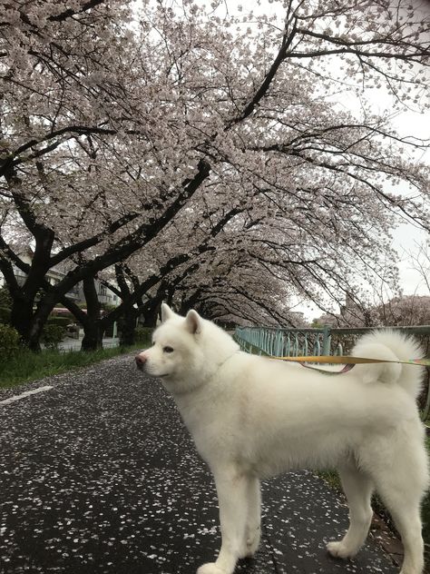 White Akita, Kumon Math, Japanese Akita, American Akita, Japanese Dogs, Akita Inu, Shiba Inu Puppy, Dog Poses, Akita Dog