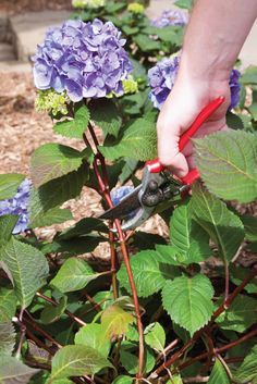 TOP 10 Tips on How to Plant, Grow and Care for Hydrangeas Overalls Garden, Summer Hydrangea, Full Garden, Pruning Hydrangeas, Uk Makeup, Endless Summer Hydrangea, Red Overalls, Christmas Hampers, Football Christmas