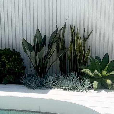 Beth McKenzie on Instagram: "🌿🌱 Save this post if you want a perfect pool garden for a Cali-Mediterranean home. I’ve received a lot of questions about the species of plants in this bed, so I asked the man with the landscape plan @jamesross_jrld . This garden is in full sun and it has grown so well. Here is what he planted: - sanserveria - agave - crassula - scenecio Any questions? Maybe James will answer them below👇😄." Modern Garden Beds, Garden Bed Plant Ideas, Small Coastal Courtyard Ideas, Pool Garden Bed, Tropical Garden Bed Ideas, Modern Garden Bed Ideas, Planting Around Pool, Gardens Around Pools, Snake Plant Landscaping