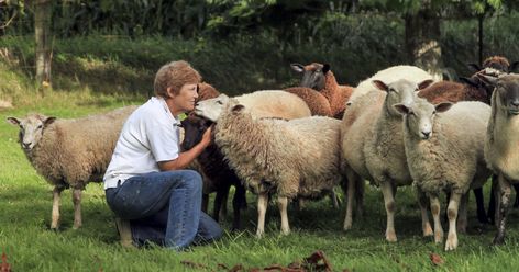 Best Sheep Breeds for Beginners (your breed selection options, explained) Miniature Sheep Breeds, Caring For Sheep, Dairy Sheep Breeds, Hair Sheep Breeds, Heritage Sheep Breeds, Sheep Fence, Sheep Breeds For Wool, Jacob Sheep, Sheep Shearing