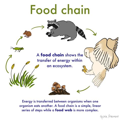 Food Chain — Definition & Examples - Expii Food Chain Diagram, Simple Food Chain, Grazing Food, Trophic Level, Carnivorous Animals, Body Science, Human Body Science, Strongest Animal, Getting More Energy