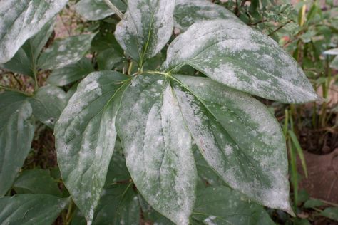 If You See Powdery Mildew on Your Plants, This is What it Means Plant Based Aesthetic, Plant Tattoos, Zucchini Plants, Composting Process, Aesthetic Plants, Buy Plants Online, Powdery Mildew, Plants Decor, Summer Plants