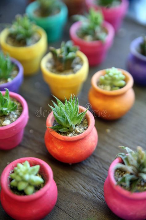 Kaktus Dan Sukulen, Old Town San Diego, Colorful Planters, Cactus Planta, نباتات منزلية, Mini Cactus, Succulent Terrarium, Bohol, Cactus Y Suculentas