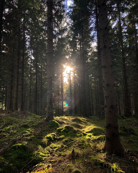 Norway Forest Aesthetic, Scandinavian Nature Aesthetic, Evergreen Forest Aesthetic, Pine Forest Aesthetic, Denmark Forest, European Forest, Norway Aesthetic, Norway Forest, Swedish Forest