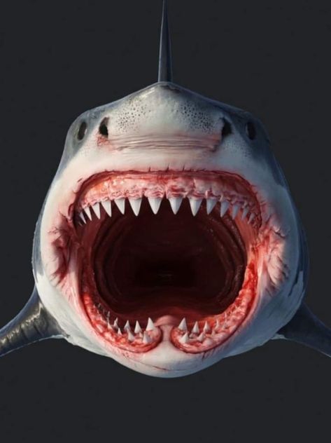 Shark Mouth Open, Mega Shark, Scary Ocean, Shark Head, Shark Photos, Shark Pictures, Shark Mouth, Shark Drawing, Shark Jaws