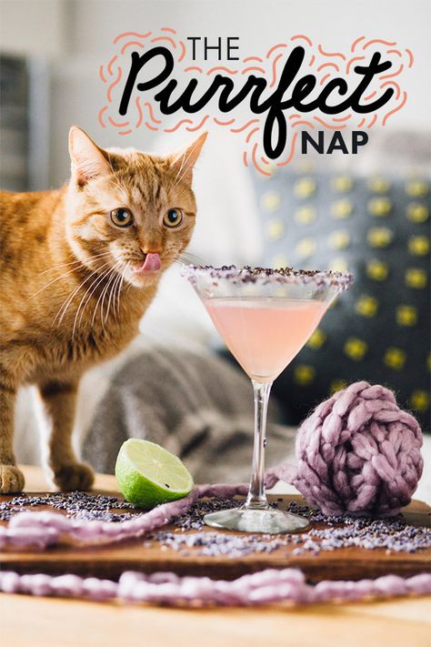 The Purrfect Nap Cocktail Cat Inspired Cocktails, Cat Cocktail, Cat Themed Cocktails, Hey Bartender, Vanilla Milkshake, Cocktail Shots, Lime Soda, Curious Cat, Like A Cat