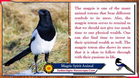 Spirit Animals Archives - Page 5 of 22 - ZSH | ZodiacSigns-Horoscope.Com Magpie Totem Meaning, Magpie Spirit Animal, Magpie Spiritual Meaning, Magpie Meaning, Magpie Symbolism, Augury Witch, Mercury Retrograde Quotes, Spiritual Animals, Esoteric Occult