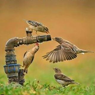 animal and birds lover (@animal_and_birds_lovers) • Instagram photos and videos Bird Images, Wonderful Nature, Australian Birds, Animal World, Bird Pictures, Wild Nature, Wildlife Animals, For The Birds, Colorful Birds