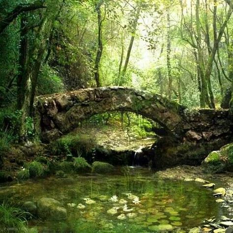 Serene Stone Bridge, Old Stone, Alam Yang Indah, Magical Places, Nature Aesthetic, Enchanted Forest, Shade Garden, Fantasy Landscape, Lily Pads