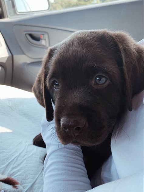 Chocolate Brown Puppy, Chocolate Brown Labrador, Chocolate Lab Aesthetic, Brown Lab Puppy, Dog Photos Funny, Brown Labrador Puppy, Brown Retriever, Cute Brown Puppy, Brown Labrador Retriever