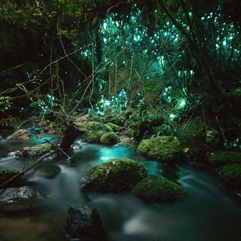 16.1k Likes, 429 Comments - Jacob Moon (@moonmountainman) on Instagram: “One of my big bucket list things to see in New Zealand was the glow worms 🐛. If you’ve been…” Glow Worm Cave, Glow Worms, Get Paid To Travel, Paid To Travel, Underground Caves, Glow Worm, Autumn Park, Lost City, Oh The Places Youll Go